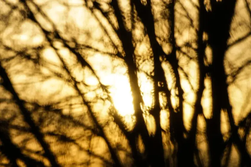 Silhouettes d'arbres devant un soleil couchant, créant une ambiance chaleureuse et floue.