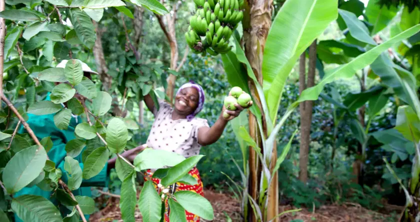 Femme souriante tenant des fruits dans une plantation de bananiers, entourée de verdure.