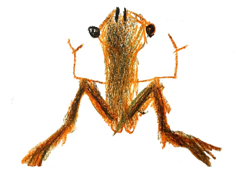 Dessin d'une grenouille vue de dessous, avec des couleurs orange et marron.