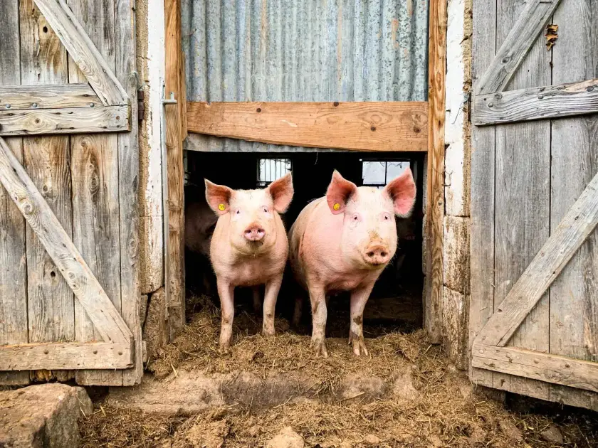 Deux cochons roses se tiennent à l'entrée d'une étable en bois.