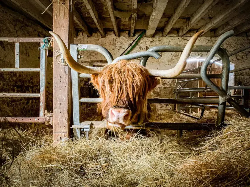 Un bovin Highland avec de longues cornes, se tenant dans une étable entourée de foin.