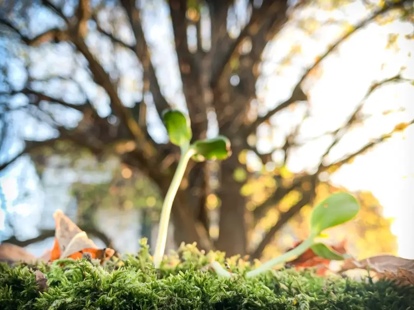 Jeunes pousses vertes émergeant d'un sol recouvert de mousse, avec un arbre en arrière-plan.