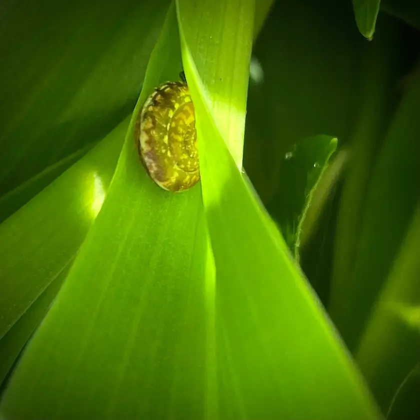 Un escargot sur une feuille verte, entouré de végétation.