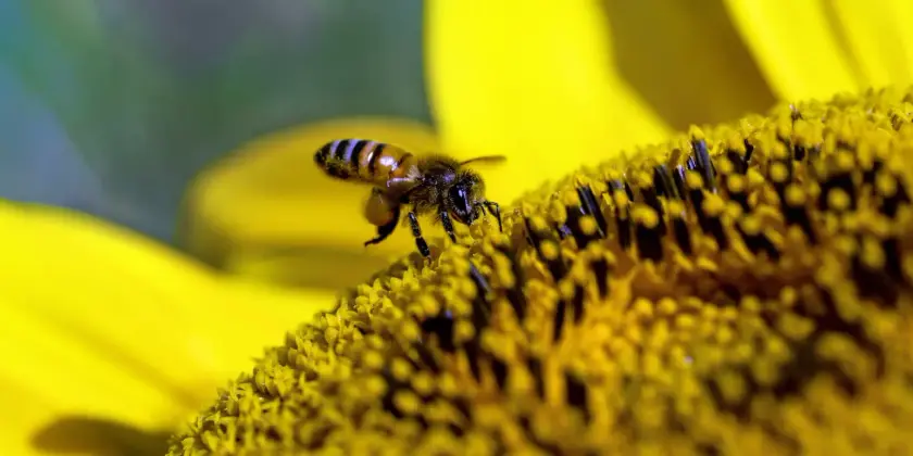 Une abeille butinant le cœur d'un tournesol en pleine floraison.