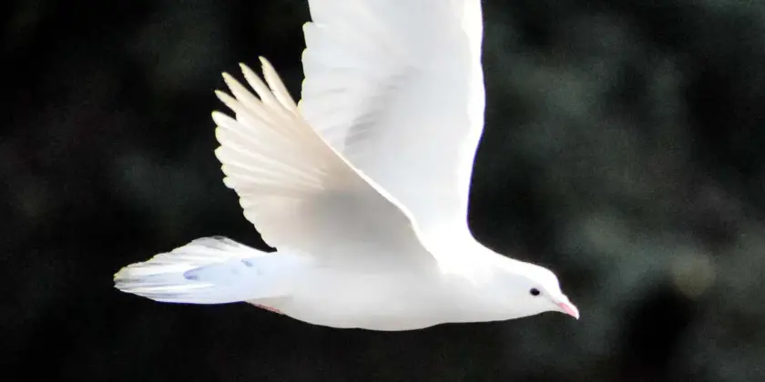 Un oiseau blanc en vol, ailes déployées, avec un fond flou.
