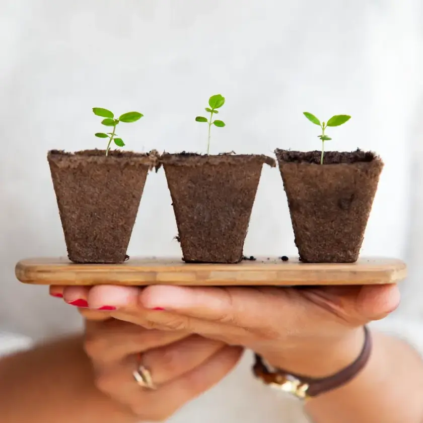 Trois petits pots en terre avec des plantules, tenus dans une main sur un plateau en bois.