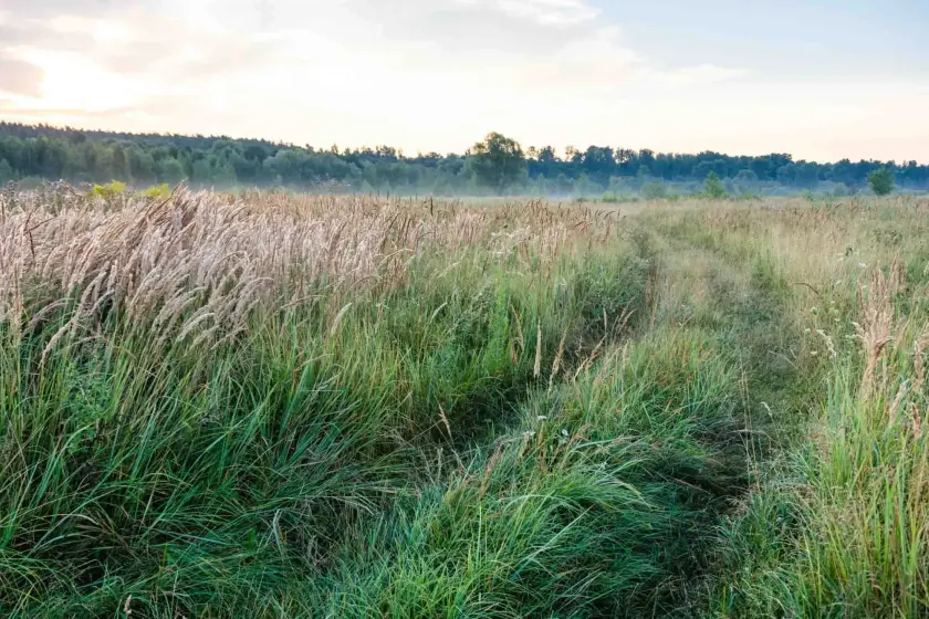 Un champ verdoyant avec des herbes hautes et un chemin sinueux, sous un ciel clair au lever du soleil.