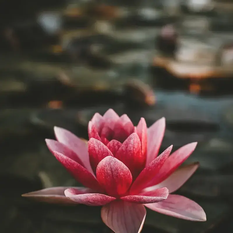 Fleur de lotus rose épanouie sur un plan d'eau, entourée de feuilles.