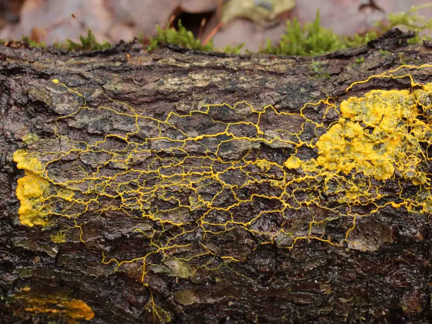 Une surface de bois avec des motifs jaunes en réseau, représentant une moisissure ou un champignon.