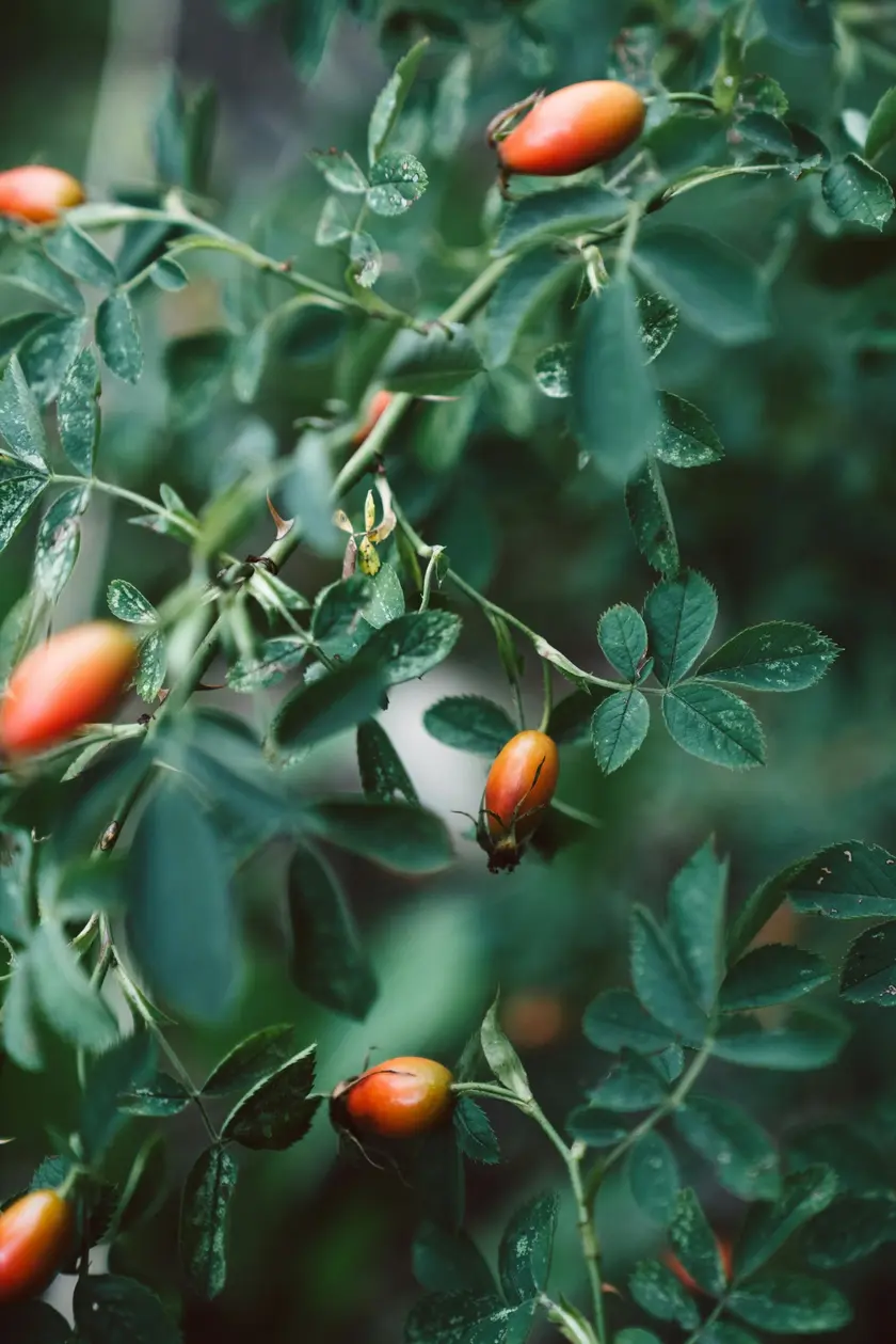 Des baies orange sur des branches de rosier, entourées de feuilles vertes.