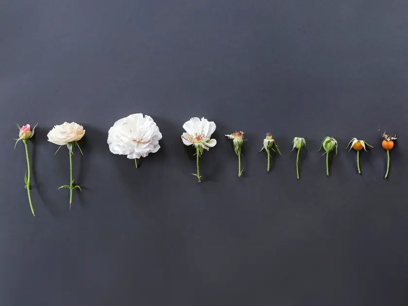 Une rangée de fleurs et bourgeons de différentes tailles sur fond noir.