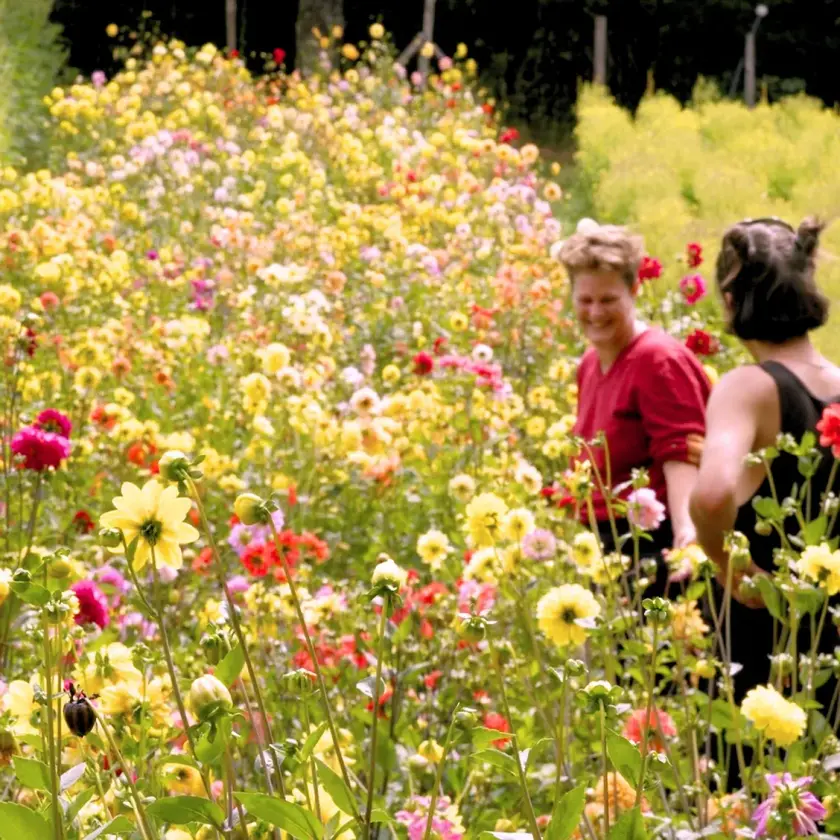 Deux femmes se tiennent dans un champ de fleurs colorées, entourées de dahlias et autres variétés.