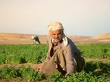 Un homme âgé en vêtements traditionnels travaille dans un champ de légumes, avec des collines en arrière-plan.
