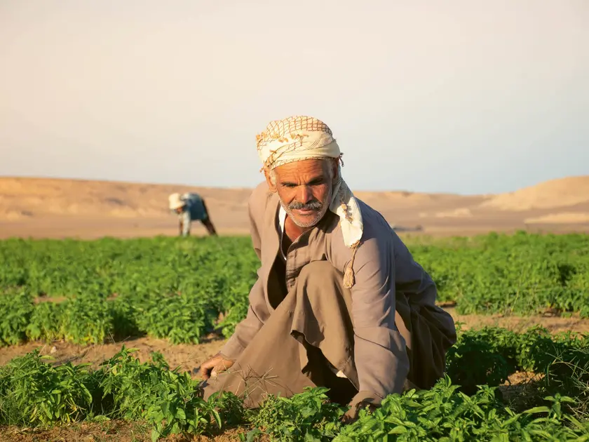 Un homme âgé en vêtements traditionnels travaille dans un champ de légumes, avec des collines en arrière-plan.