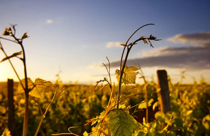 Vignes au coucher de soleil, avec des feuilles dorées et un ciel bleu.