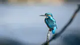 Un martin-pêcheur coloré perché sur une branche, avec un arrière-plan flou.