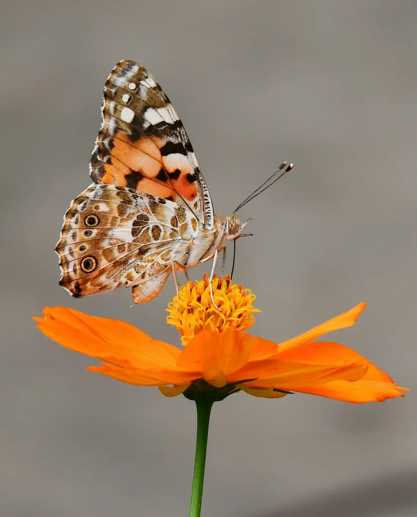 Un papillon aux ailes colorées se pose sur une fleur orange.