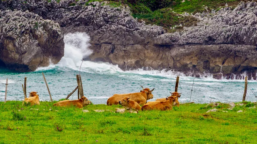 Vaches paissant sur une prairie verdoyante près d'une côte rocheuse avec des vagues.
