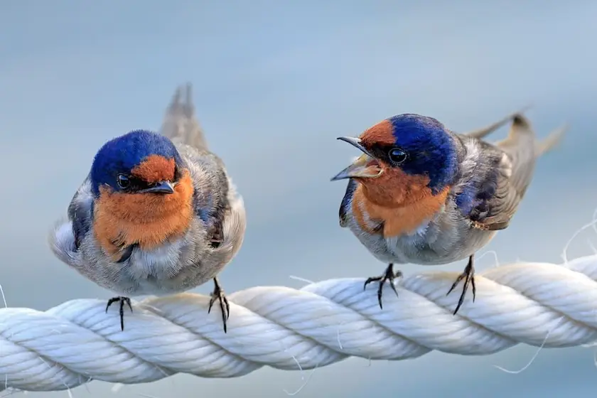 two birds sitting on top of a white rope